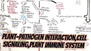 plantpathogen interactionsignalling cellular immune systemPTIampETIphysiology of plants [upl. by Sandberg]