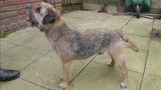 Dog Breed Video Border Terrier [upl. by Arlen]