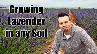 Planting and Growing Lavender [upl. by Solracsiul]