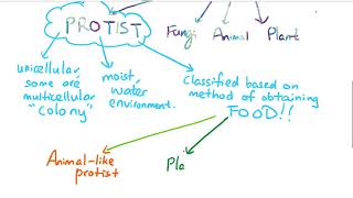 Protist [upl. by Yanahs627]