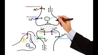 Pharmacology  ANTIEPILEPTIC DRUGS MADE EASY [upl. by Mcgraw56]