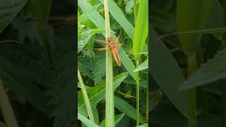 A vivid orange teneral Scarce Chaser [upl. by Anomis]