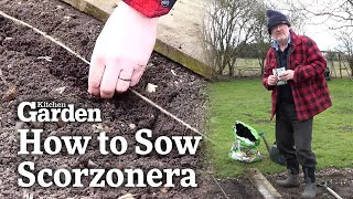 How to Sow Scorzonera [upl. by Munroe]