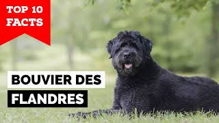 Bouvier des Flandres  Top 10 Facts [upl. by Gnehs]