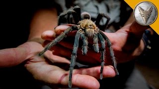 Giant Tarantula Shows Its Fangs [upl. by Jenifer]