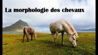 🐎 Les morphologies des chevaux 🐎 [upl. by Nivrehs]