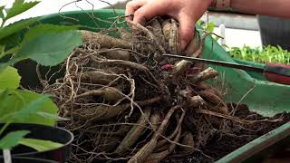 How to split dahlia tubers  Plantpassion [upl. by Aihtiekal299]