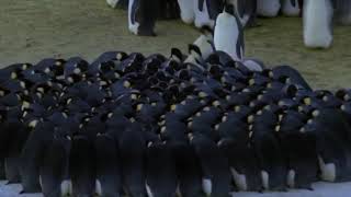 BBC’s Planet Earth Ice Worlds  Male Emperor Penguins Huddling [upl. by Paxon986]