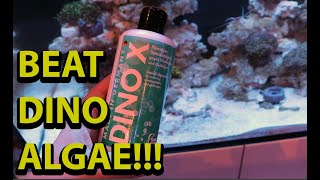 How to beat dinoflagellates in a reef tank [upl. by Shiekh230]