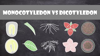 Differences between Monocots and Dicots  Plant Biology [upl. by Lamoree125]