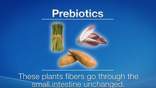 What Are Prebiotics and Probiotics  Herbalife Nutrition [upl. by Iatnwahs]