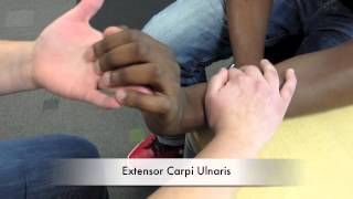 Manual Muscle Test for Extensor Carpi Ulnaris [upl. by Heer]