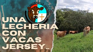 UNA LECHERIA CON VACAS JERSEY [upl. by Shepard609]