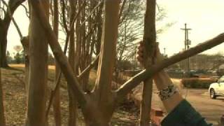 How to Prune Crape Myrtles  MSU Extension Service [upl. by Fugazy]