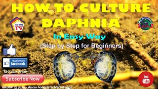 HOW TO CULTURE DAPHNIA In Easy Way [upl. by Hall431]