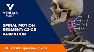 Spinal Motion Segment C2C5 Animation [upl. by Breger]