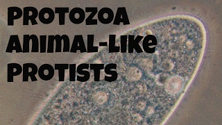 Protozoananimallike protists [upl. by Airres347]