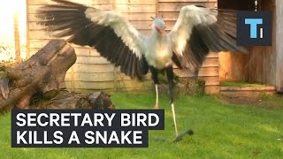 Secretary bird kills a snake [upl. by Ococ]