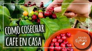 👉 ¿CÓMO COSECHAR TU PROPIO CAFÉ Y PREPARARLO EN CASA ☕Proceso completo del Café 100  orgánico [upl. by Spracklen]