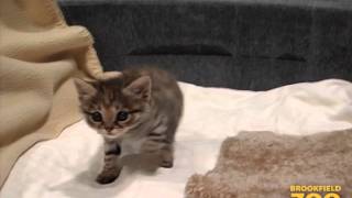 Cute Blackfooted Cat at Brookfield Zoo [upl. by Mallin]