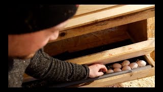 The Secret to Clean Eggs Roll Away Nesting Boxes [upl. by Johm]