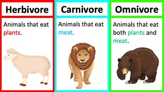 Herbivore Carnivore amp Omnivore  Types of animals  Whats the difference [upl. by Anitrebla]