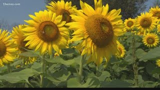 Why do sunflowers follow the sun [upl. by Carrie]