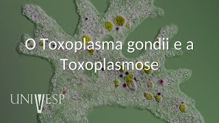 Parasitologia  Aula 05  O Toxoplasma gondii e a Toxoplasmose [upl. by Nnahgiel506]