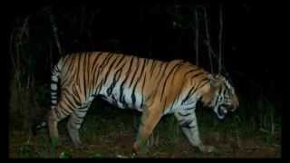 Tiger  Wild Indochinese Tigers in Thailand [upl. by Mw226]