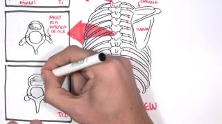 Anatomy Thorax Overview  Ribs Sternal angle Pleura and Pneumothorax [upl. by Aihcats]