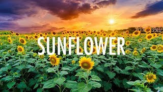 Post Malone Swae Lee – Sunflower Lyrics 🎵 [upl. by Rabush631]