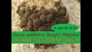 Come coltivare funghi pioppini in casa su paglia fai da te [upl. by Birkle]