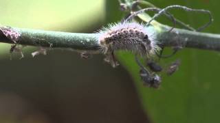 Only Carnivorous Caterpillar in North America Catches Prey [upl. by Arinayed]