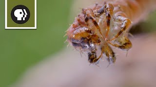 How Carnivorous Caterpillars Attack Their Prey [upl. by Anieral]