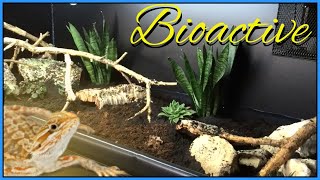 BIOACTIVE BEARDED DRAGON SETUP  How to Set Up a Bioactive Vivarium for a Bearded Dragon [upl. by Farika]