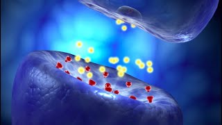 Neural Conduction Action Potential and Synaptic Transmission [upl. by Tichonn]