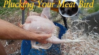 How To De Feather A Chicken The Easy Way [upl. by Reffinej]