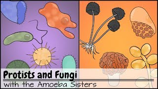 Protists and Fungi [upl. by Delp]