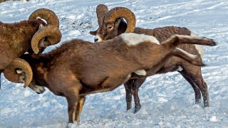 Bighorn Headbutting Battle in Canadas Rockies [upl. by Elsinore]