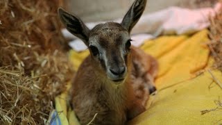 Cute baby Thompsons gazelle handreared [upl. by Emorej]