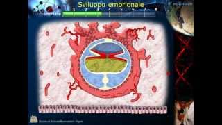 Embriologia  Lezione 2 Morula Blastula Impianto Gastrula e ripiegamento [upl. by Gerfen463]