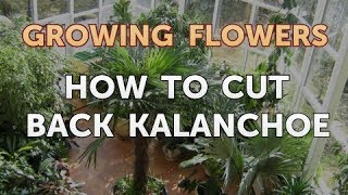 How to Cut Back Kalanchoe [upl. by Court]