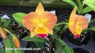 OrchidWeb  Miniature Cattleyas [upl. by Yma]