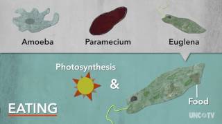 Protists  Sci NC [upl. by Bornie]