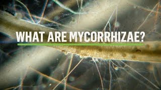 MYCORRHIZAE How does the symbiosis take place [upl. by Ehcor808]