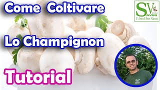 Come coltivare i Funghi Champignon o Prataioli [upl. by Irej86]