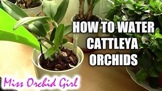 How to water Cattleya orchids  tips for a healthy orchid [upl. by Welcher]