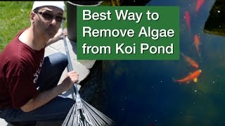 Best Way to Remove Algae from Koi Pond [upl. by Delano862]