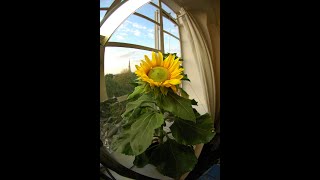 My Sunflower Timelapse  from Seed to Flower to Seed [upl. by Nilyak]