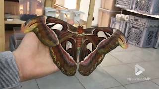 The biggest moth in the world [upl. by Anaej]